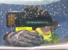 Hyundai ELANTRA Sel Image 5